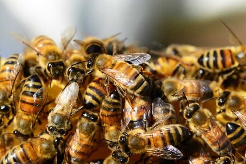 В Омске пчёлы нанесли смертельные укусы собаке и ранили дачницу