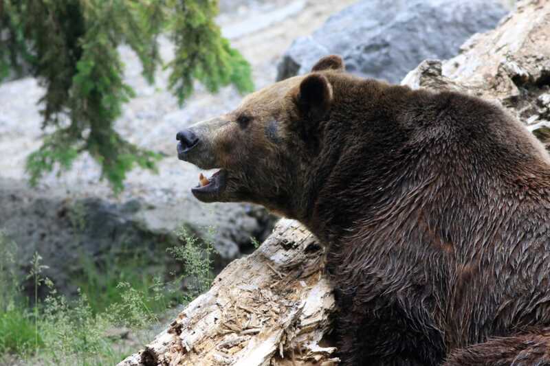 На Сахалине четверо человек стали жертвами нападения медведя